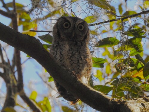 View observation of {o.common_name} on iNaturalist