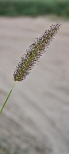 buffelgrass