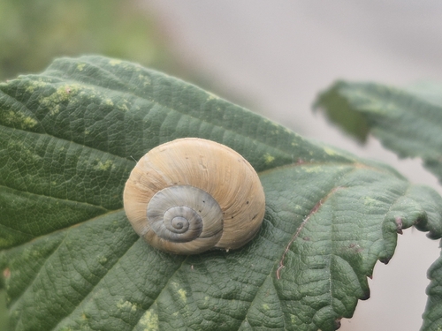 Theba pisana