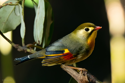 Red-billed Leiothrix