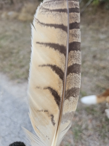 View observation of {o.common_name} on iNaturalist