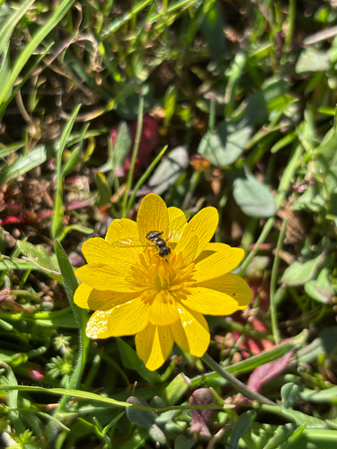 Unknown species found near Scotts Valley, CA, US