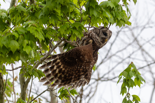 View observation of {o.common_name} on iNaturalist