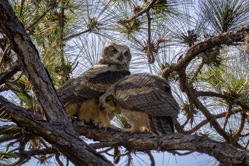 View observation of {o.common_name} on iNaturalist