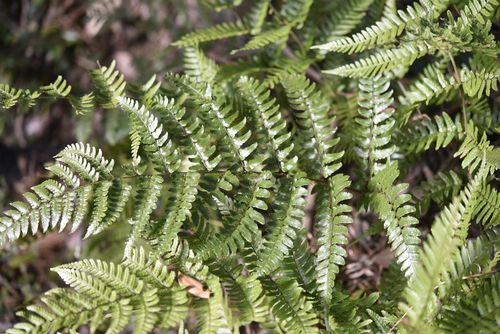 Dryopteris championii
