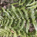 Champion's Wood Fern - Photo (c) Yanghoon Cho, all rights reserved, uploaded by Yanghoon Cho