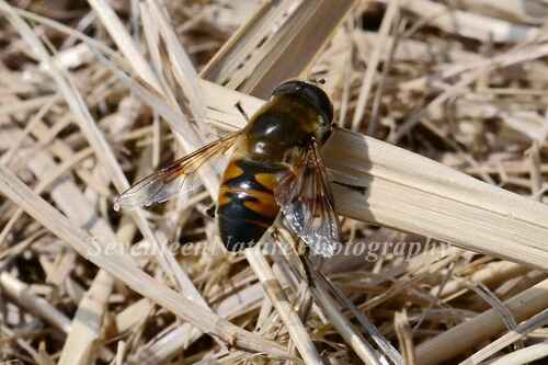 Common Drone Fly
