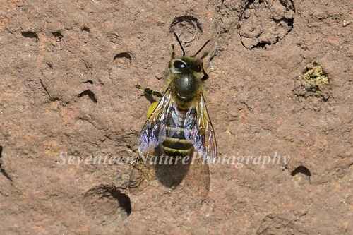 Asian Honey Bee