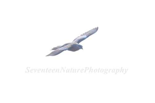 Spotted Dove