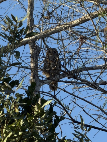 View observation of {o.common_name} on iNaturalist
