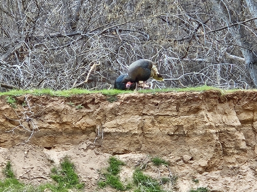 iNaturalist observation 2026-03-06