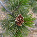Pinus discolor - Photo (c) Mané Salinas Rodríguez, כל הזכויות שמורות, הועלה על ידי Mané Salinas Rodríguez