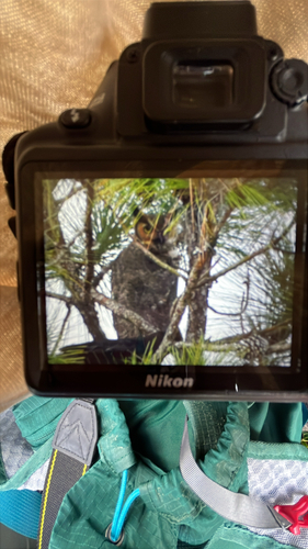 View observation of {o.common_name} on iNaturalist