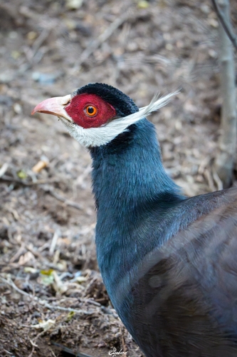 Brown Eared-Pheasant