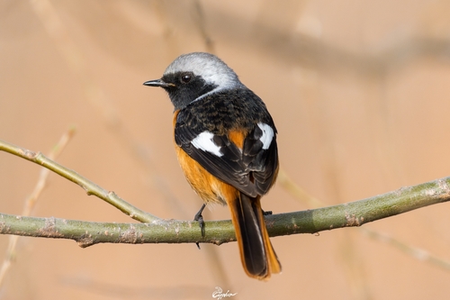 Daurian Redstart