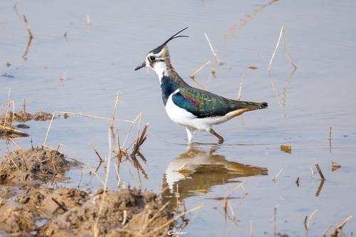 Northern Lapwing