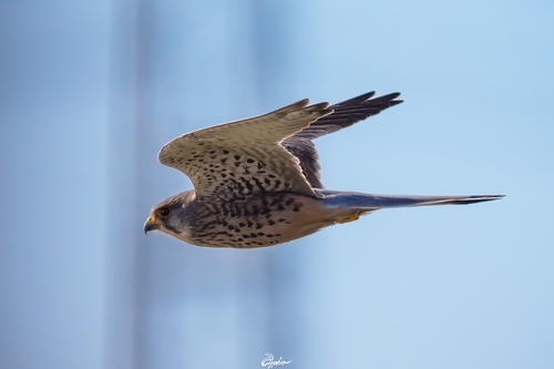 Eurasian Kestrel