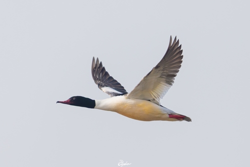 Common Merganser
