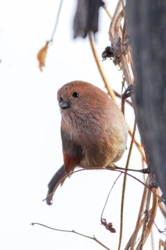 Vinous-throated Parrotbill