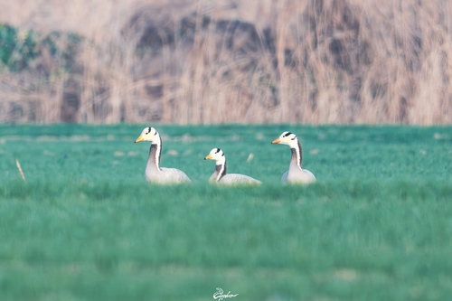 Bar-headed Goose