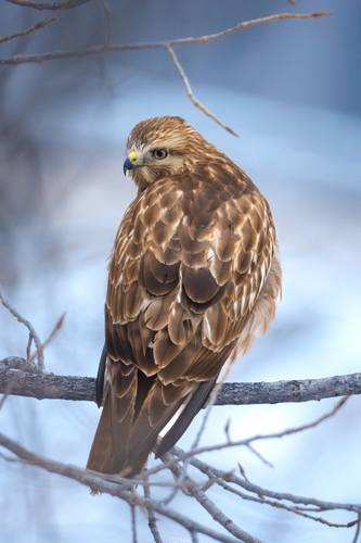 Eastern Buzzard