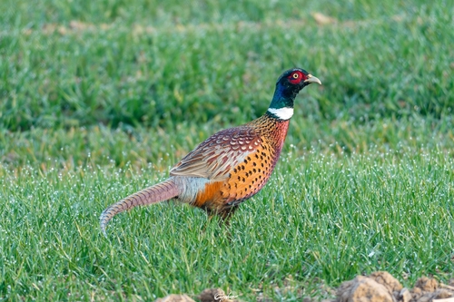 Ring-necked Pheasant