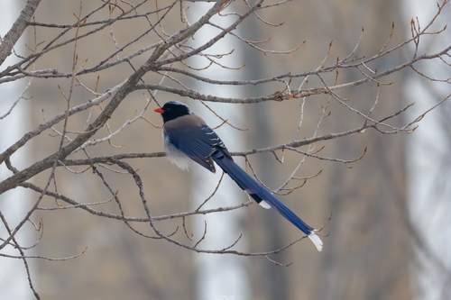 Red-billed Blue-Magpie