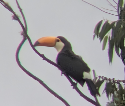 Toco Toucan