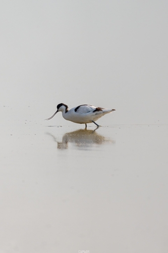 Pied Avocet