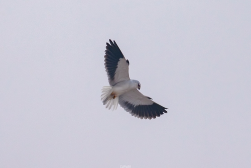 Black-winged Kite