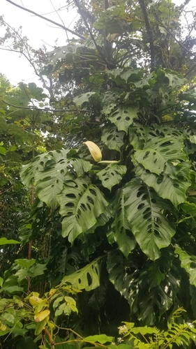 oldest monstera Monstera Deliciosa Ancient Monster Plant main image 0