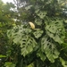 Monstera acacoyaguensis - Photo (c) Katie Dagastino, all rights reserved, uploaded by Katie Dagastino