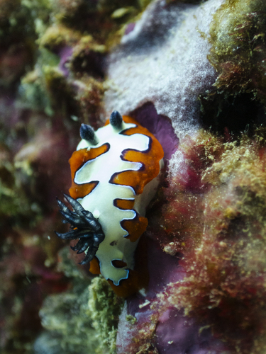 Goniobranchus fidelis