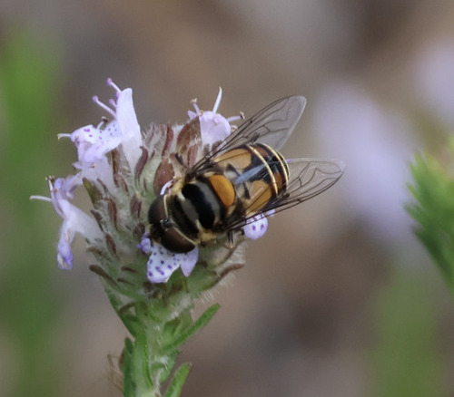 Unknown species found near Osceola County, FL, USA