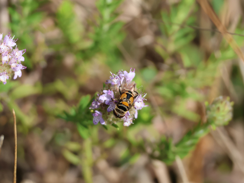 Unknown species found near Osceola County, FL, USA