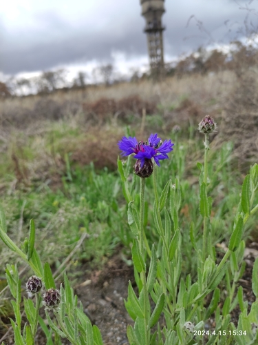 Iranian Knapweed