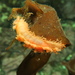 Saffron Sea Cucumber - Photo (c) Mariano Rodriguez, all rights reserved, uploaded by Mariano Rodriguez