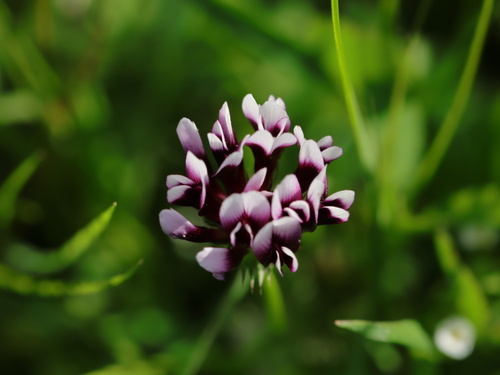 iNaturalist observation photo of white-tipped clover