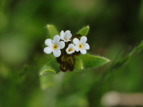 iNaturalist observation photo of Rusty Popcornflower