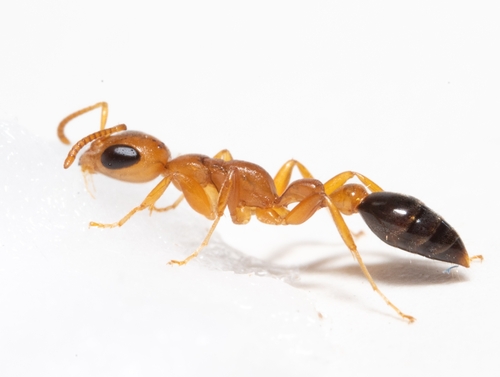 Pseudomyrmex gibbinotus