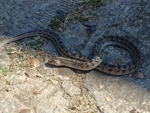 Small-banded Kukri Snake