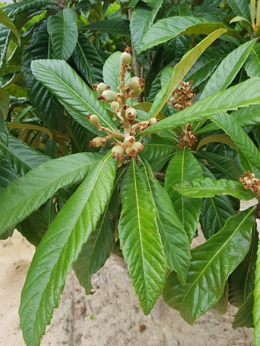 Loquat