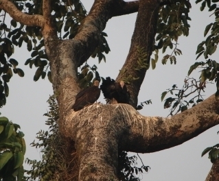 Hooded Vulture