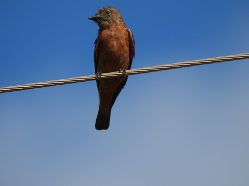 Cliff Flycatcher