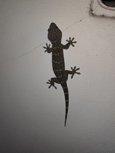 Tokay Gecko
