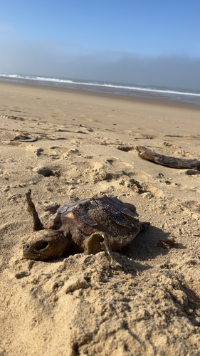 Caretta caretta
