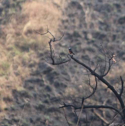 White-crowned Cliff Chat