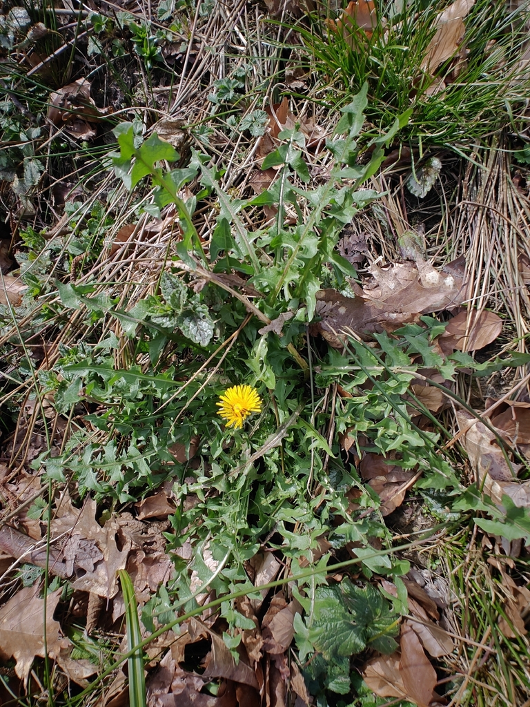 Western dandelion