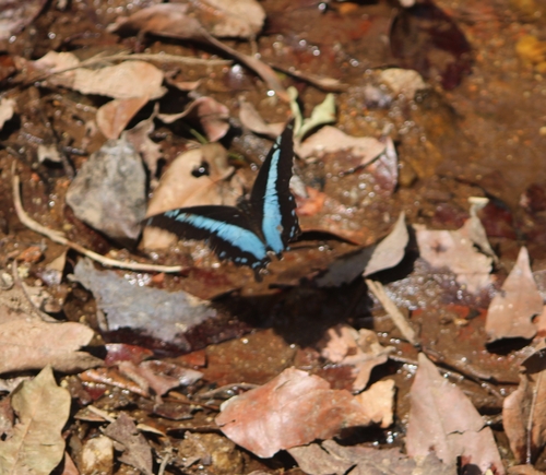 Papilio nireus nireus