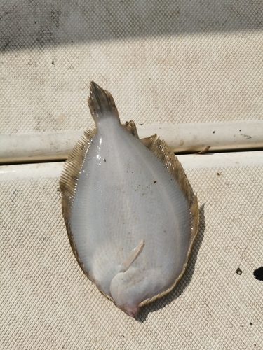 Bothus podas